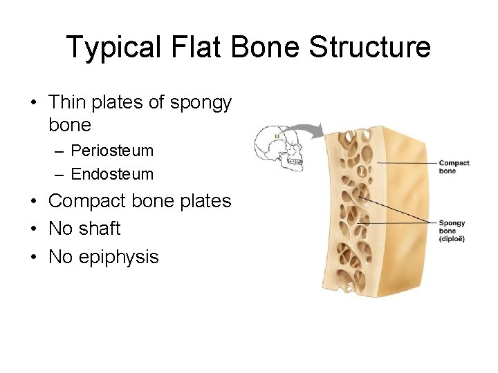 Typical Flat Bone Structure • Thin plates of spongy bone – Periosteum – Endosteum Typical Flat Bone Structure • Thin plates of spongy bone – Periosteum – Endosteum