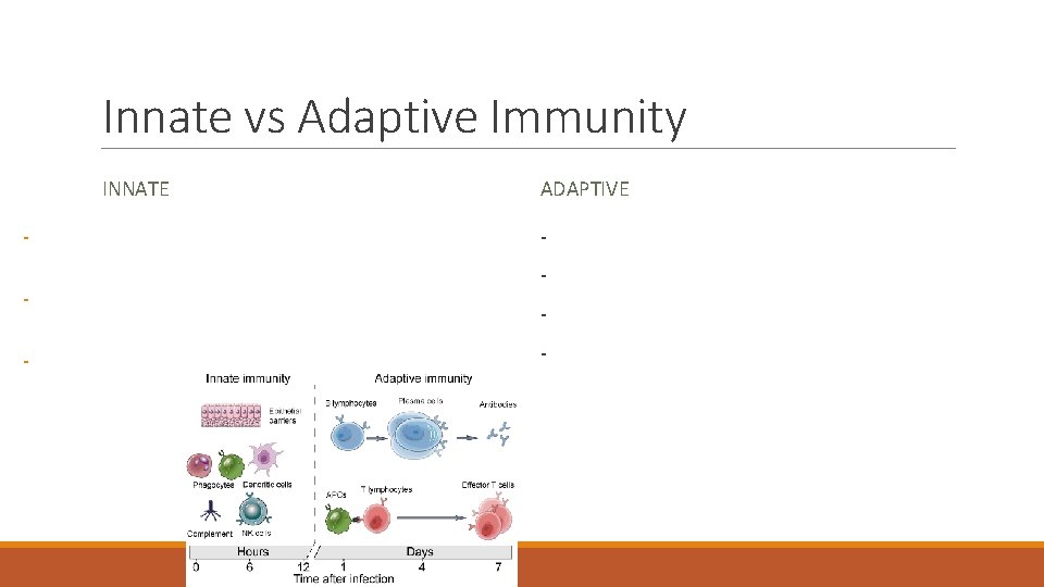 Innate vs Adaptive Immunity INNATE - ADAPTIVE - 