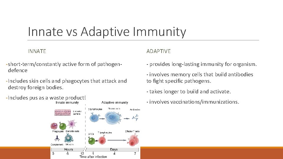Innate vs Adaptive Immunity INNATE - short-term/constantly active form of pathogendefence - Includes skin