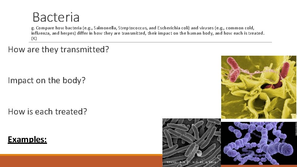 Bacteria g. Compare how bacteria (e. g. , Salmonella, Streptococcus, and Escherichia coli) and