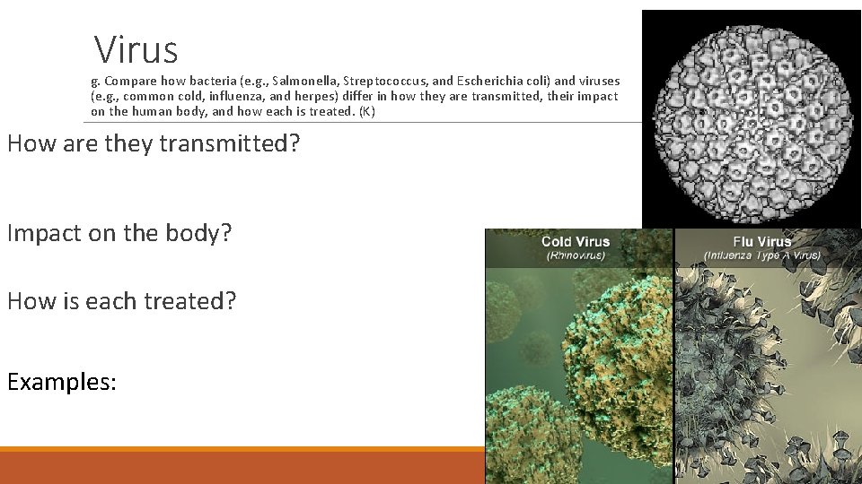 Virus g. Compare how bacteria (e. g. , Salmonella, Streptococcus, and Escherichia coli) and