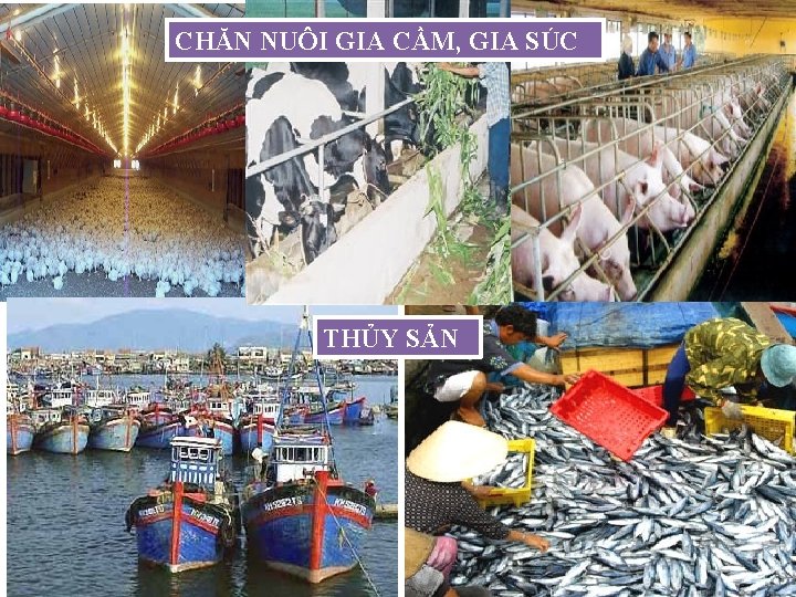 CHĂN NUÔI GIA CẦM, GIA SÚC THỦY SẢN 