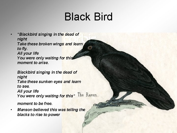 Black Bird • “Blackbird singing in the dead of night Take these broken wings