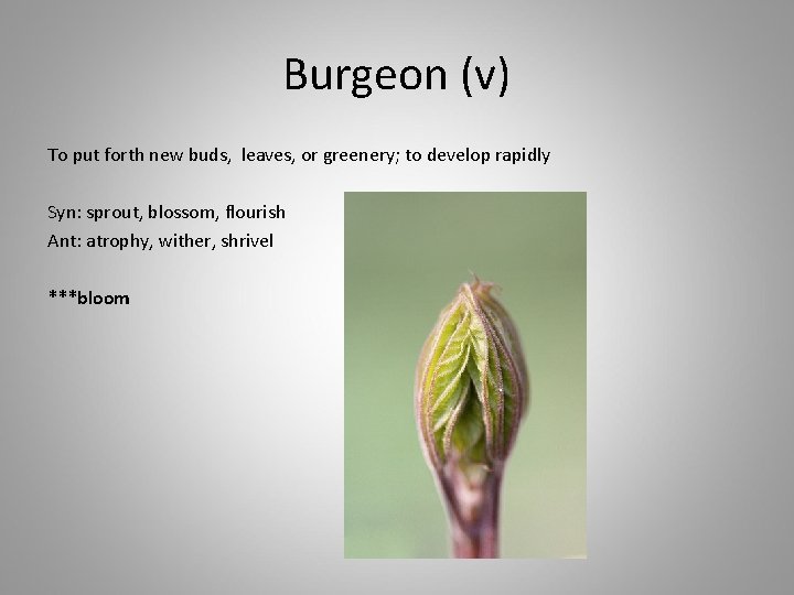 Burgeon (v) To put forth new buds, leaves, or greenery; to develop rapidly Syn: