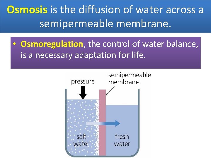 Osmosis is the diffusion of water across a semipermeable membrane. • Osmoregulation, the control
