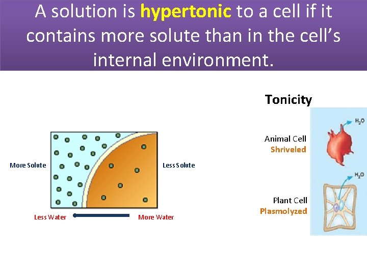 A solution is hypertonic to a cell if it contains more solute than in