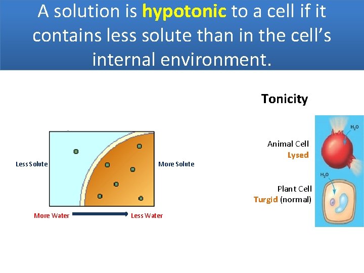 A solution is hypotonic to a cell if it contains less solute than in