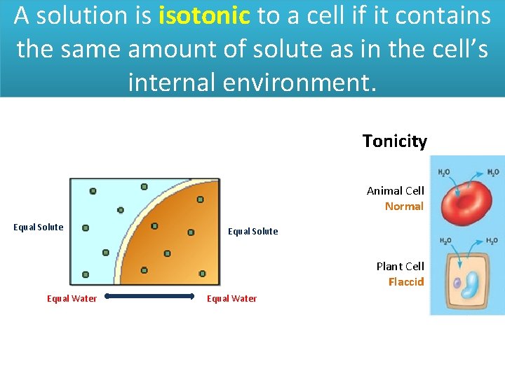 A solution is isotonic to a cell if it contains the same amount of