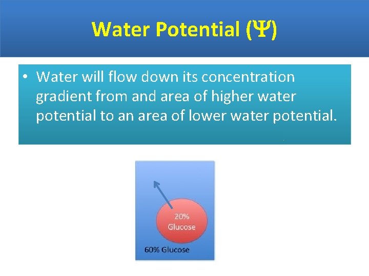Water Potential ( ) • Water will flow down its concentration gradient from and