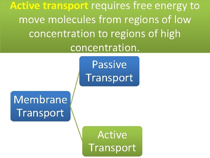 Active transport requires free energy to move molecules from regions of low concentration to