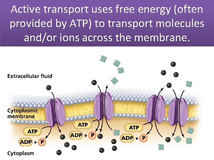 Active transport uses free energy (often provided by ATP) to transport molecules and/or ions