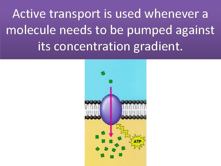 Active transport is used whenever a molecule needs to be pumped against its concentration