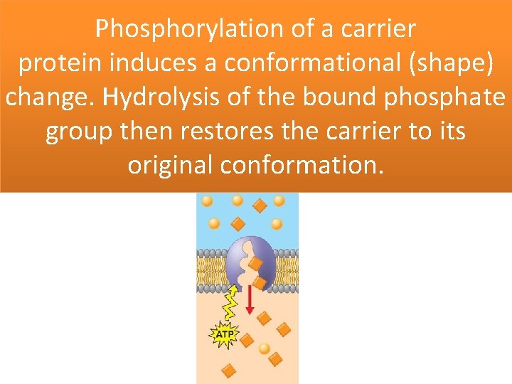 Phosphorylation of a carrier protein induces a conformational (shape) change. Hydrolysis of the bound