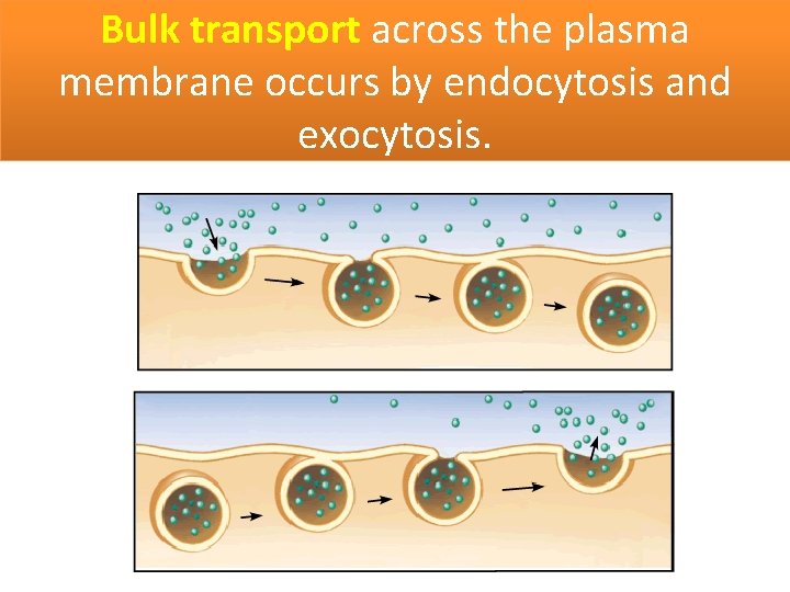 Bulk transport across the plasma membrane occurs by endocytosis and exocytosis. 