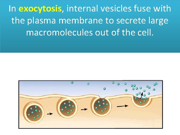In exocytosis, internal vesicles fuse with the plasma membrane to secrete large macromolecules out