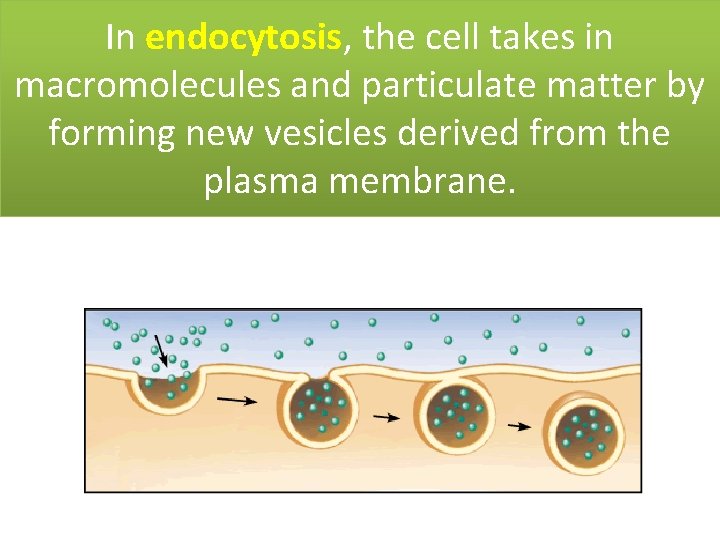 In endocytosis, the cell takes in macromolecules and particulate matter by forming new vesicles