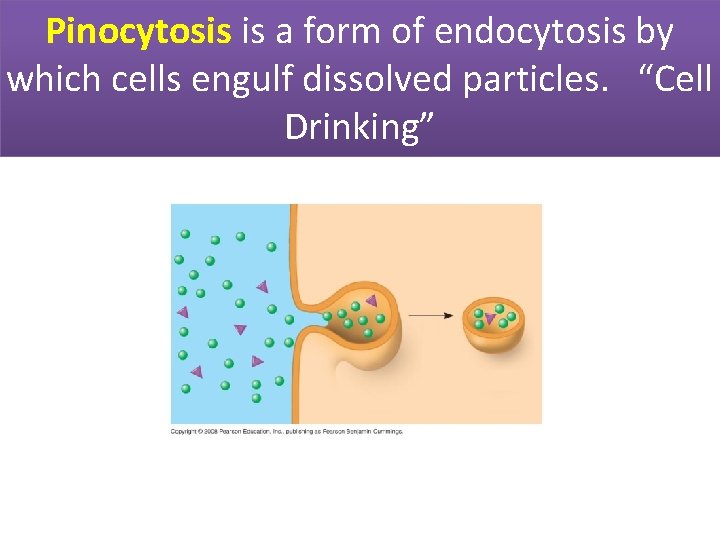 Pinocytosis is a form of endocytosis by which cells engulf dissolved particles. “Cell Drinking”