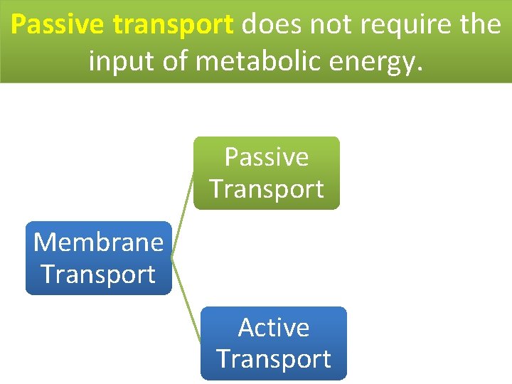 Passive transport does not require the input of metabolic energy. Passive Transport Membrane Transport