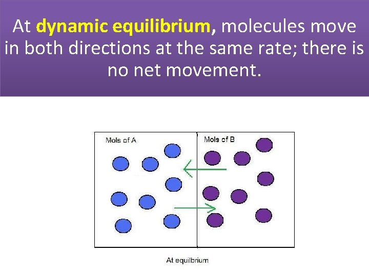 At dynamic equilibrium, molecules move in both directions at the same rate; there is