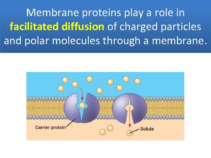 Membrane proteins play a role in facilitated diffusion of charged particles and polar molecules