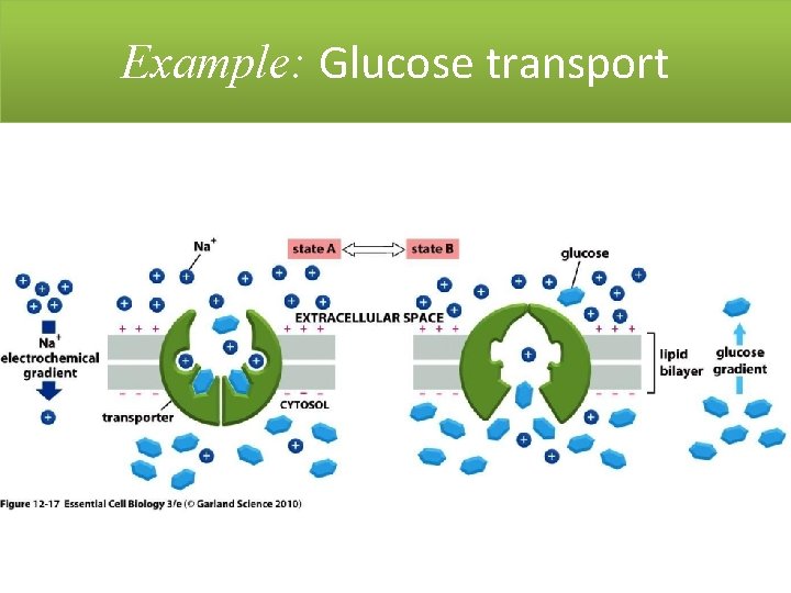 Example: Glucose transport 