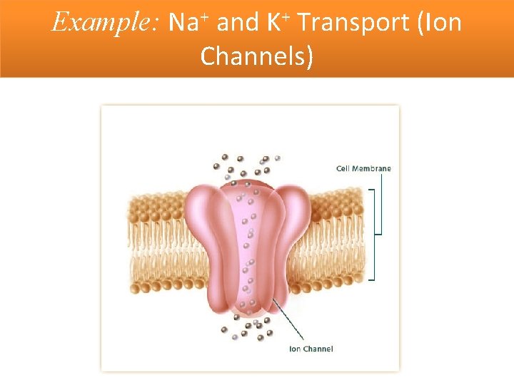 Example: Na+ and K+ Transport (Ion Channels) 