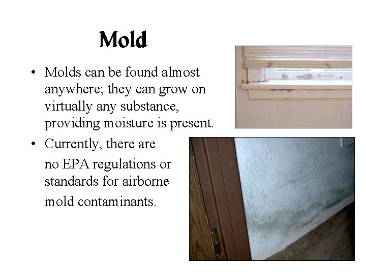 Mold • Molds can be found almost anywhere; they can grow on virtually any