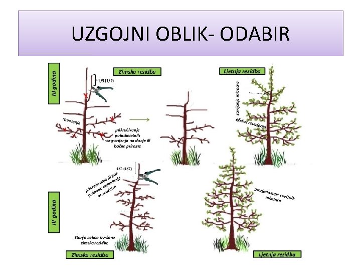 UZGOJNI OBLIK- ODABIR 