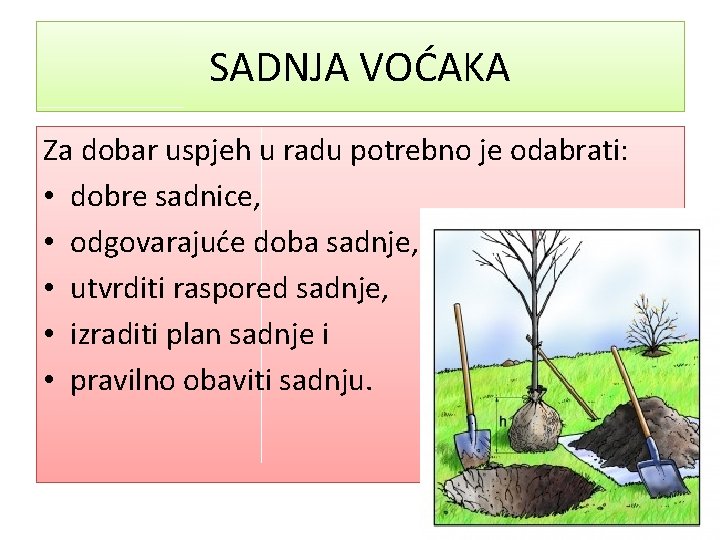 SADNJA VOĆAKA Za dobar uspjeh u radu potrebno je odabrati: • dobre sadnice, •