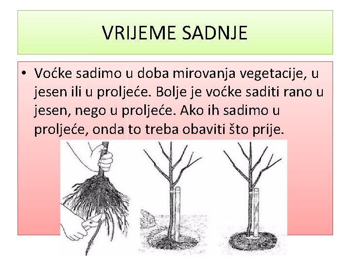 VRIJEME SADNJE • Voćke sadimo u doba mirovanja vegetacije, u jesen ili u proljeće.