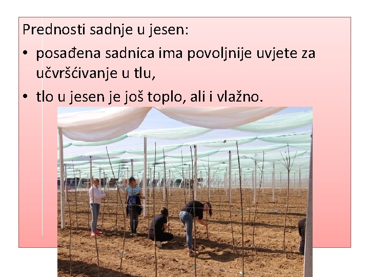 Prednosti sadnje u jesen: • posađena sadnica ima povoljnije uvjete za učvršćivanje u tlu,