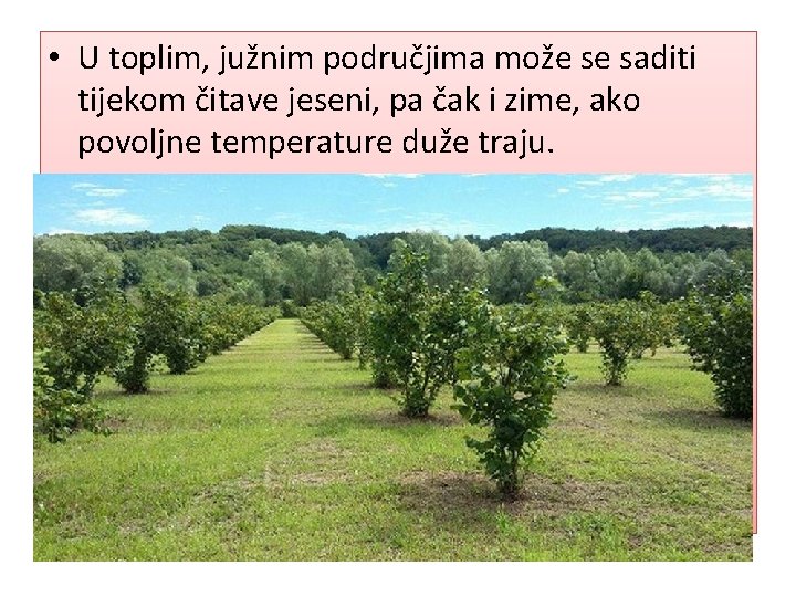  • U toplim, južnim područjima može se saditi tijekom čitave jeseni, pa čak