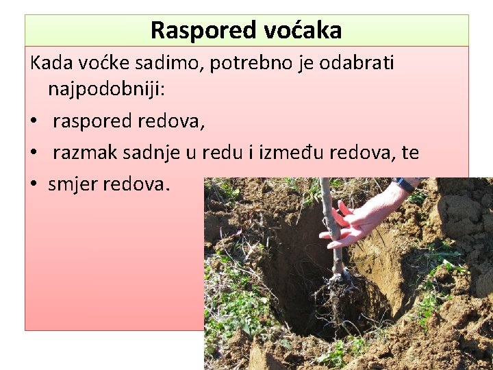 Raspored voćaka Kada voćke sadimo, potrebno je odabrati najpodobniji: • raspored redova, • razmak