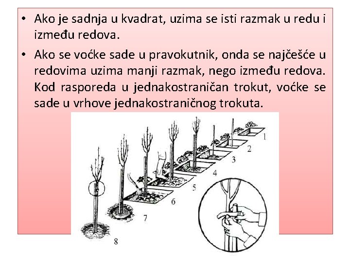  • Ako je sadnja u kvadrat, uzima se isti razmak u redu i