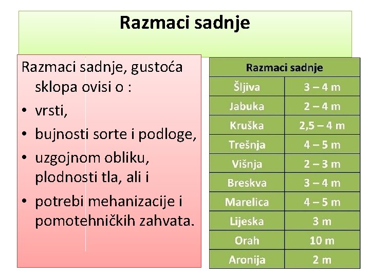 Razmaci sadnje, gustoća sklopa ovisi o : • vrsti, • bujnosti sorte i podloge,