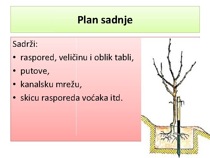 Plan sadnje Sadrži: • raspored, veličinu i oblik tabli, • putove, • kanalsku mrežu,