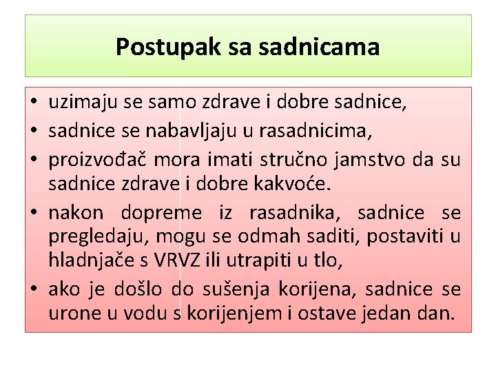 Postupak sa sadnicama • uzimaju se samo zdrave i dobre sadnice, • sadnice se