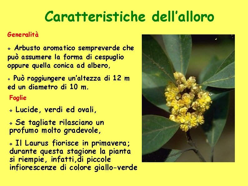 Caratteristiche dell’alloro Generalità Arbusto aromatico sempreverde che può assumere la forma di cespuglio oppure