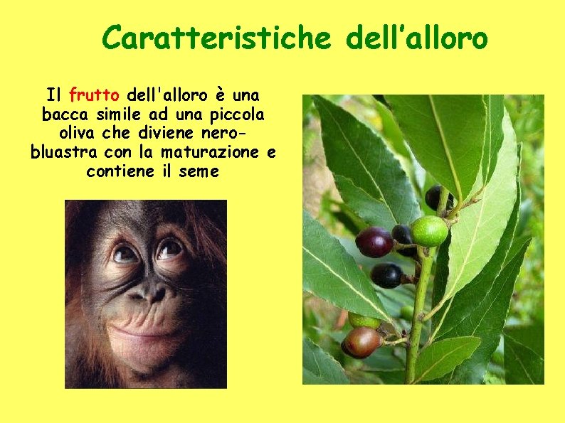 Caratteristiche dell’alloro Il frutto dell'alloro è una bacca simile ad una piccola oliva che