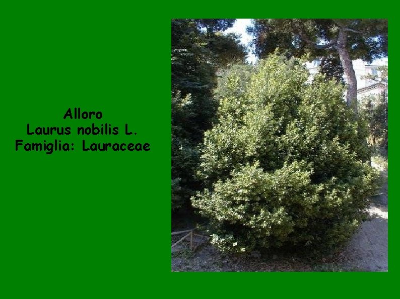 Alloro Laurus nobilis L. Famiglia: Lauraceae 