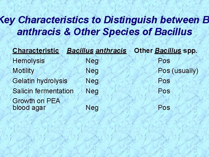 Key Characteristics to Distinguish between B anthracis & Other Species of Bacillus Characteristic Bacillus