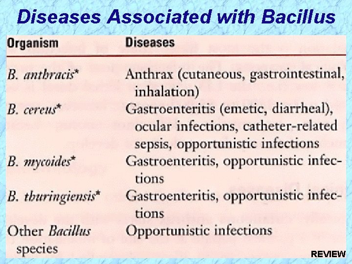 Diseases Associated with Bacillus REVIEW 