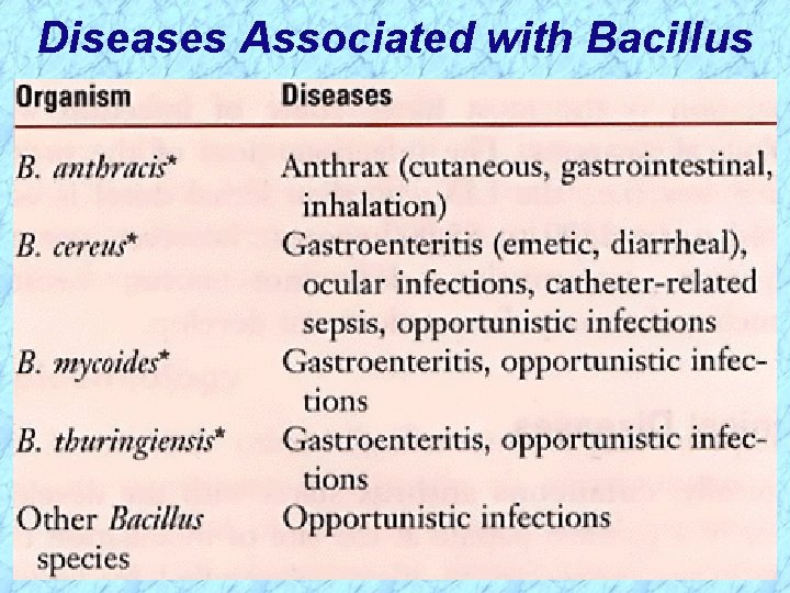 Diseases Associated with Bacillus 