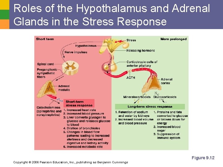 Roles of the Hypothalamus and Adrenal Glands in the Stress Response Figure 9. 12