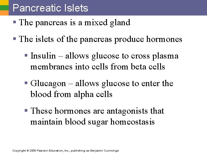 Pancreatic Islets § The pancreas is a mixed gland § The islets of the