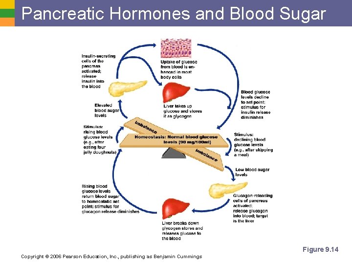 Pancreatic Hormones and Blood Sugar Figure 9. 14 Copyright © 2006 Pearson Education, Inc.