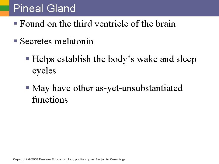 Pineal Gland § Found on the third ventricle of the brain § Secretes melatonin