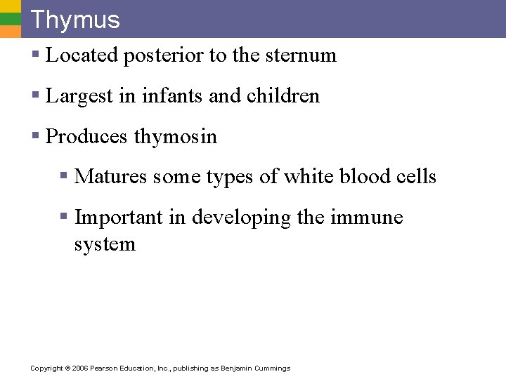 Thymus § Located posterior to the sternum § Largest in infants and children §