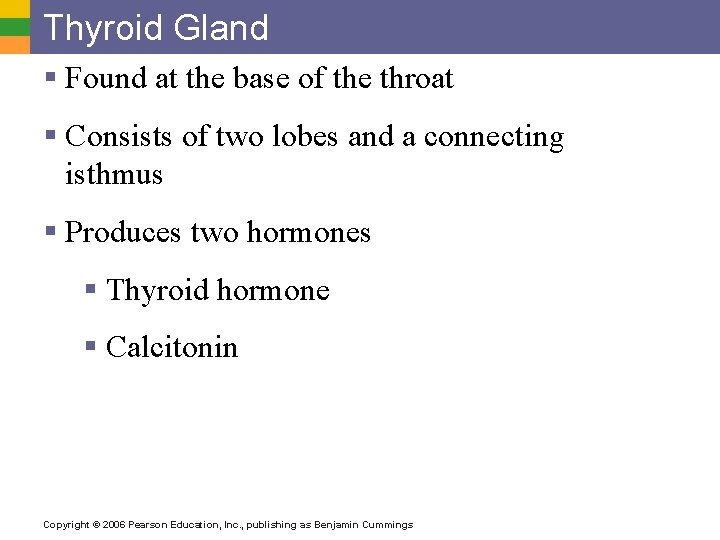 Thyroid Gland § Found at the base of the throat § Consists of two