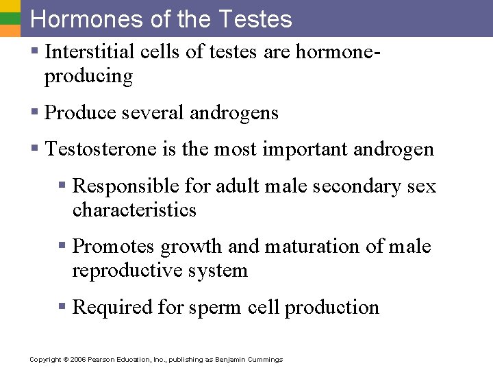 Hormones of the Testes § Interstitial cells of testes are hormoneproducing § Produce several